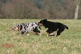 BERGER AUSTRALIEN PUPPIES 700